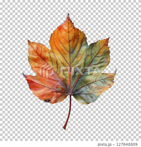 Colorful Maple Leaf Showcasing Autumn Hues Against a Plain Background 127648809