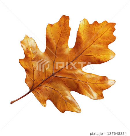 Autumn Leaf Displaying Vibrant Orange Color Resting on a White Background 127648824