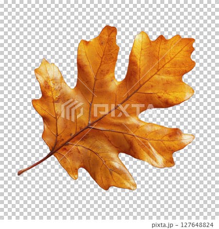 Autumn Leaf Displaying Vibrant Orange Color Resting on a White Background 127648824