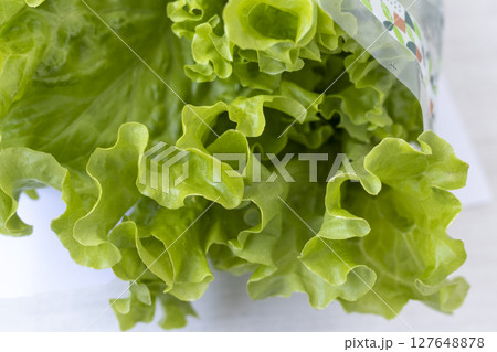 Fresh lettuce leaves on white background Fresh lettuce leaves on white background 127648878