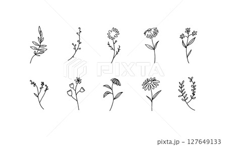 Delicate Floral Outline. A fine-lined...のイラスト素材 [127649133] - PIXTA