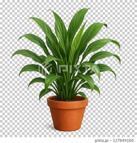 Indoor Plant in Terracotta Pot Brightens Living Space With Vibrant Green Leaves 127649160