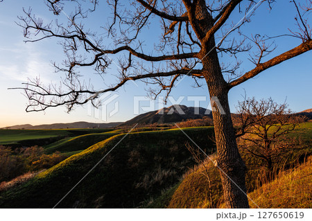 西日と木と丘(やまなみハイウェイ) 西日と木と丘(やまなみハイウェイ) 127650619