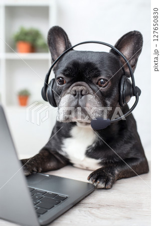 French Bulldog with Headset Teaching Online Class in Home Office 127650830