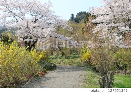 花見山公園の遊歩道 127651341