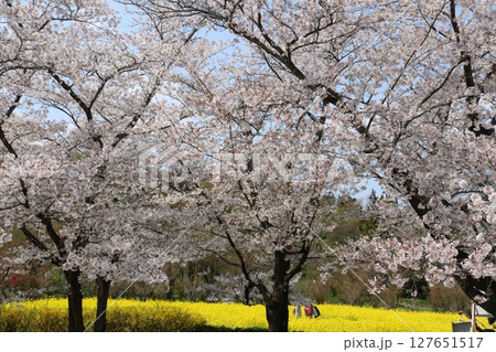 花見山公園周辺に広がる菜の花畑 127651517