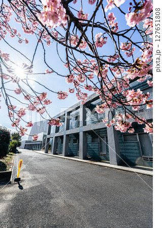 香取市小見川支所の河津桜 127651808