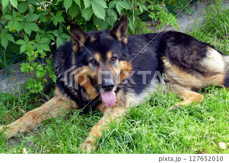 A dark shepherd mongrel dog lies on the grass A dark shepherd mongrel dog lies on the grass 127652010