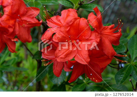 red azalea rhododendron green leaves in the garde red azalea rhododendron green leaves in the garde 127652014