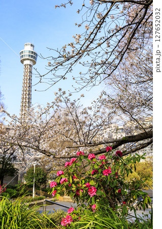 山下公園の桜 127652032