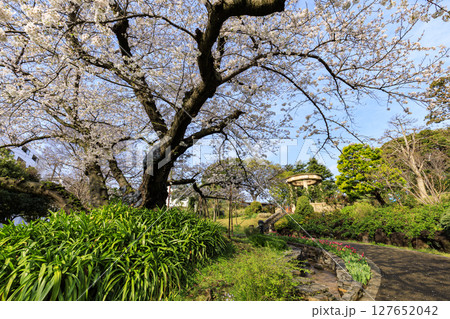 港の見える丘公園の桜 港の見える丘公園の桜 127652042