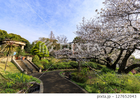 港の見える丘公園の桜 港の見える丘公園の桜 127652043