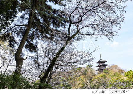 三渓園の桜 三渓園の桜 127652074
