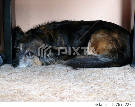 abandoned lonely dog lies sad mongrel on carpet abandoned lonely dog lies sad mongrel on carpet 127652228