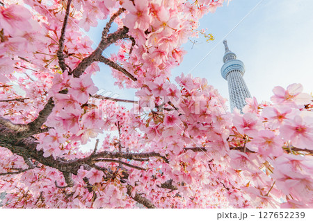 東京スカイツリーと河津桜(朝) 127652239