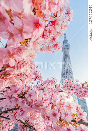 東京スカイツリーと河津桜(朝) 東京スカイツリーと河津桜(朝) 127652240