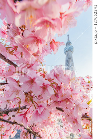 東京スカイツリーと河津桜(朝) 東京スカイツリーと河津桜(朝) 127652241