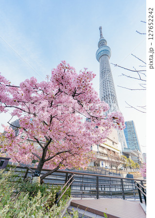 東京スカイツリーと河津桜(朝) 127652242