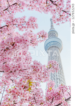 東京スカイツリーと河津桜(朝) 東京スカイツリーと河津桜(朝) 127652243