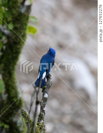 青い鳥オオルリ 127652276