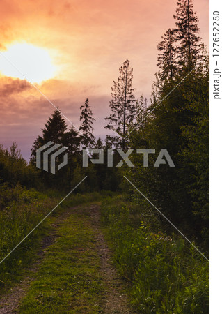 A tranquil forest path during a vibrant sunset with towering trees 127652280