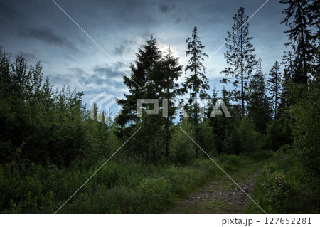A tranquil view of a forest with tall evergreen trees and a pathway at night 127652281
