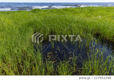 Stunning view of a serene coastal wetland featuring vibrant green vegetation 127652296