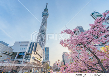 東京スカイツリーとソラマチと河津桜(朝) 127652300