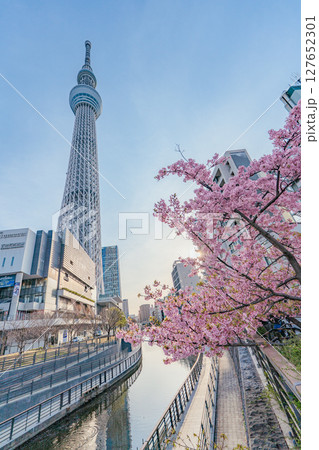 東京スカイツリーと河津桜と北十間川(朝) 127652301