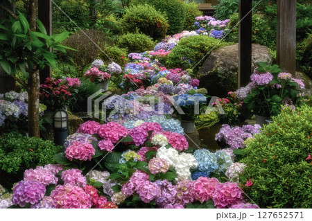 あじさいが咲き誇る雨引観音 127652571