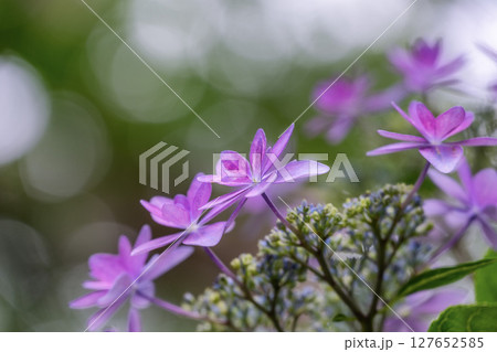 あじさいが咲き誇る雨引観音 127652585