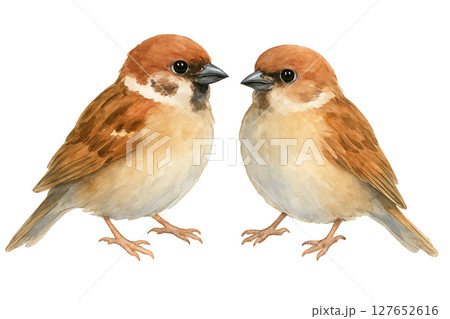 水彩風イラスト　向き合うスズメのペア 127652616