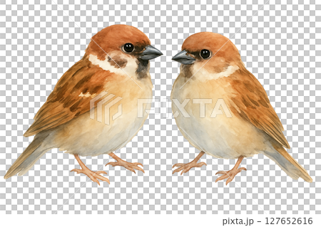 水彩風イラスト　向き合うスズメのペア 127652616