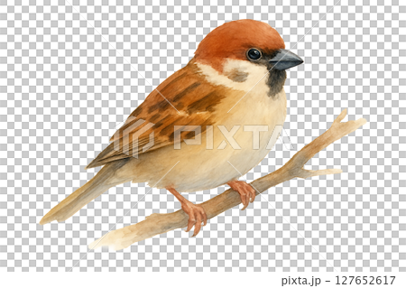 Watercolor illustration: Sparrows perched on a branch Watercolor illustration: Sparrows perched on a branch 127652617
