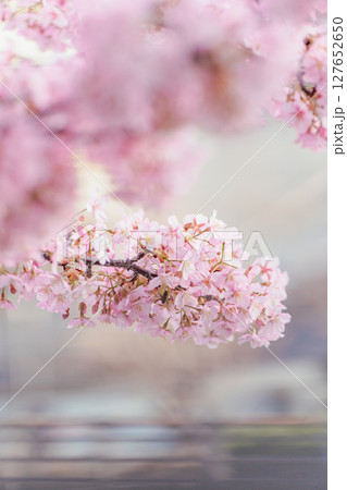 スカイツリー下の河津桜 スカイツリー下の河津桜 127652650