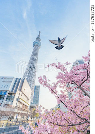 東京スカイツリーと河津桜と鳩(朝) 127652723