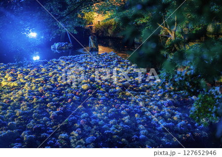 雨引観音の紫陽花ライトアップ 雨引観音の紫陽花ライトアップ 127652946