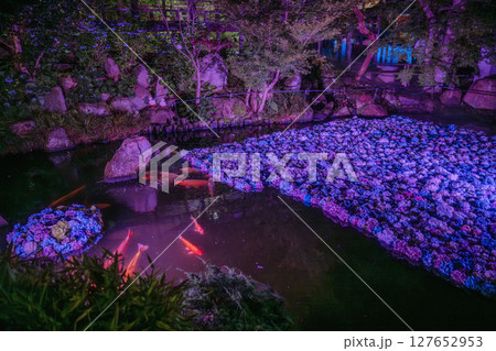 雨引観音の紫陽花ライトアップ 雨引観音の紫陽花ライトアップ 127652953