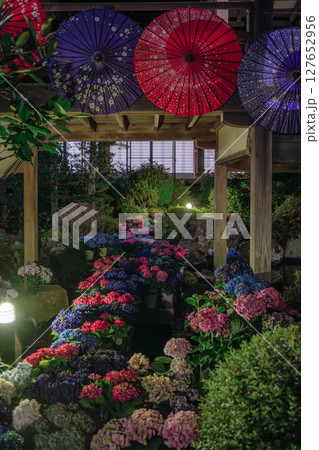 雨引観音の紫陽花ライトアップ 雨引観音の紫陽花ライトアップ 127652956