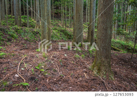 余呉湖畔の針葉樹林 滋賀県長浜市余呉町 余呉湖畔の針葉樹林 滋賀県長浜市余呉町 127653093