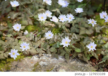 爽やか 群生 ユキワリイチゲの花 爽やか 群生 ユキワリイチゲの花 127653109