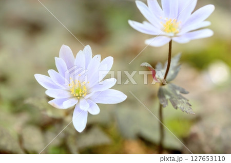 爽やか　ユキワリイチゲの花 127653110