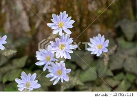 爽やか　ユキワリイチゲの花 127653111