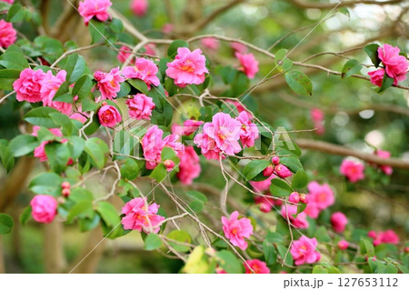 可愛い　ツバキの花 127653112