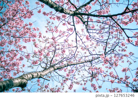 ピンクの桜と空 ピンクの桜と空 127653246