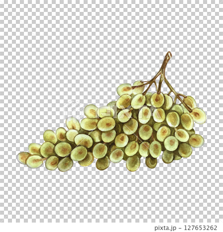 A bunch of white grapes. A hand-drawn watercolor illustration. An isolate. Color image. A design element for packaging and labels. For banners and posters. For restaurant menus, bars, and more. A bunch of white grapes. A hand-drawn watercolor illustration. An isolate. Color image. A design element for packaging and labels. For banners and posters. For restaurant menus, bars, and more. 127653262