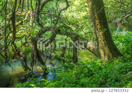 余呉湖の水辺に立つ樹木　滋賀県長浜市余呉町 127653352