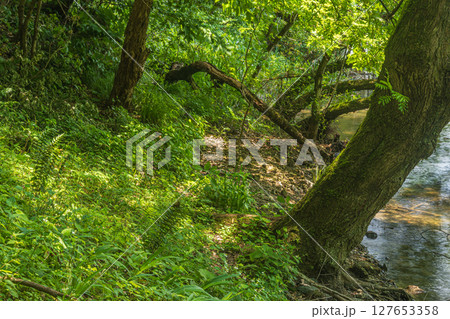 余呉湖の水辺に立つ樹木　滋賀県長浜市余呉町 127653358