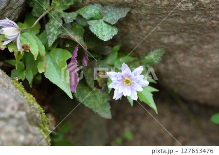 爽やか　ユキワリイチゲの花 127653476