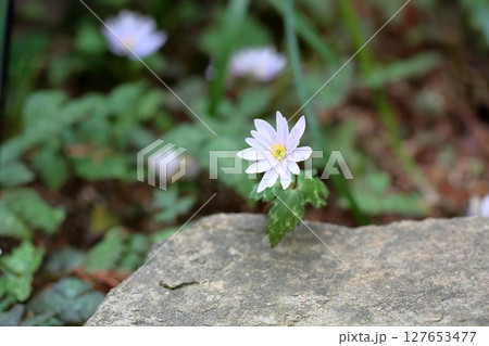爽やか　ユキワリイチゲの花 127653477